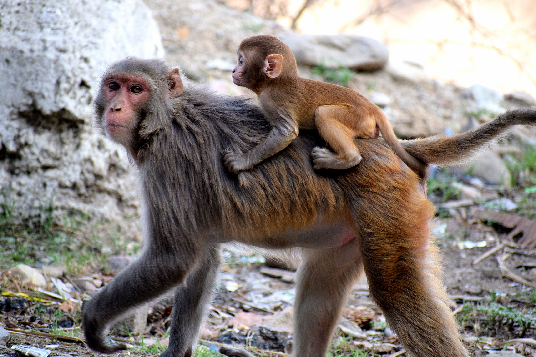 Social behaviour in Primates, socio biology, social organization in animals, aggressive behaviour, dominance, mother infant care, grooming, communicat